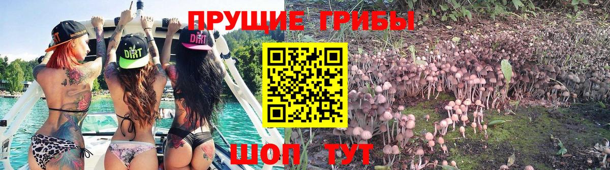 Псилоцибиновые грибы мицелий Йошкар-Ола